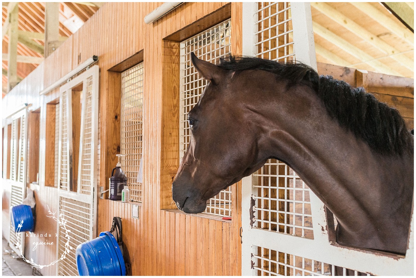 The Best Horse Farm Tour in Lexington, KY Unique Horse Farm Tours