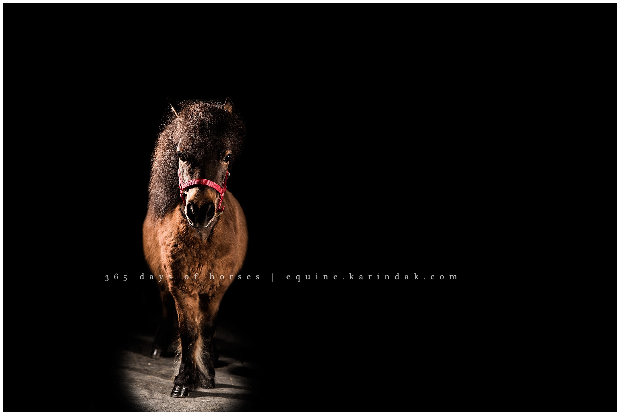 Texas Equine Photographer Brodie the Mini Horse