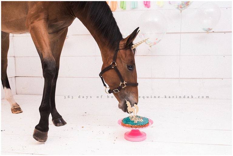 Missouri Horse Photographer | Karinda K Texas Equine Photography | equine.karindak.com