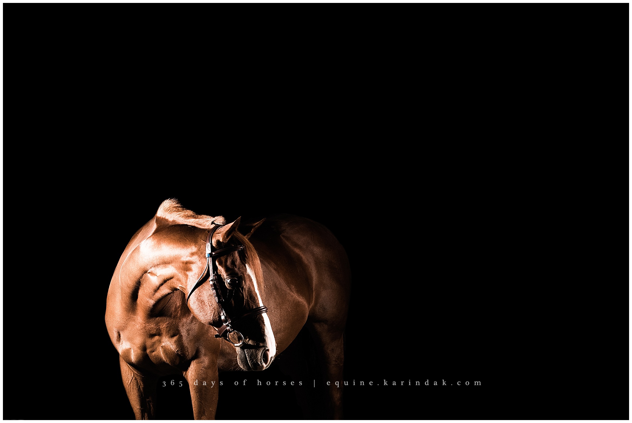 365 Days of Horses | TJ | Louisville, KY Equine Photography - Texas