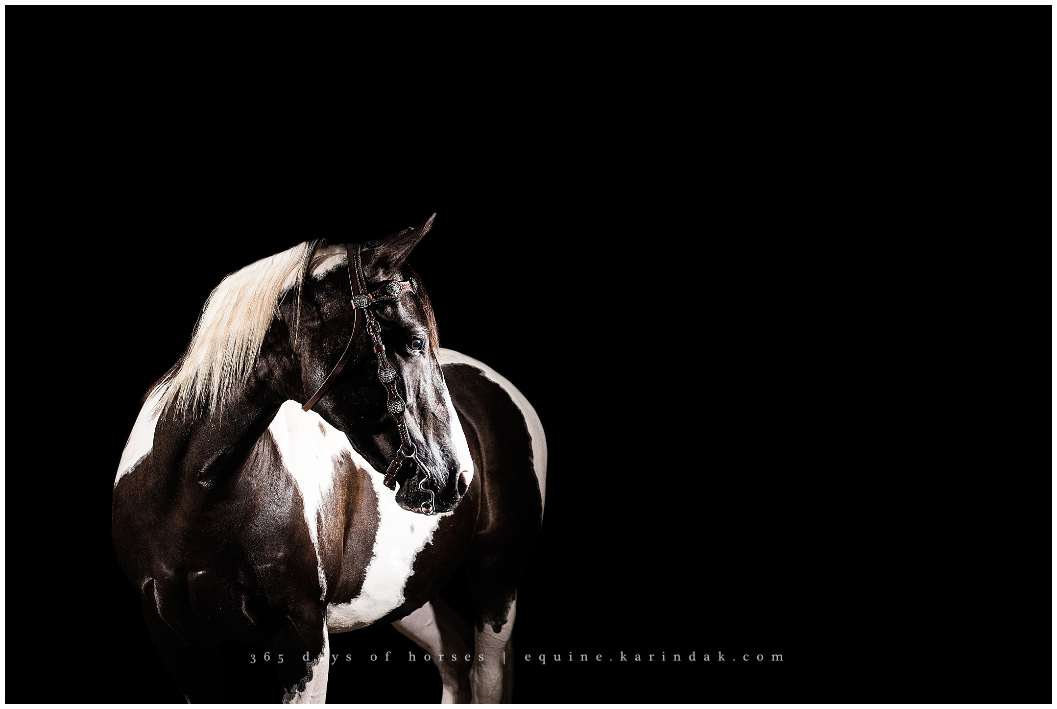 365 Days of Horses Panda Elizabethtown, KY Texas Equine