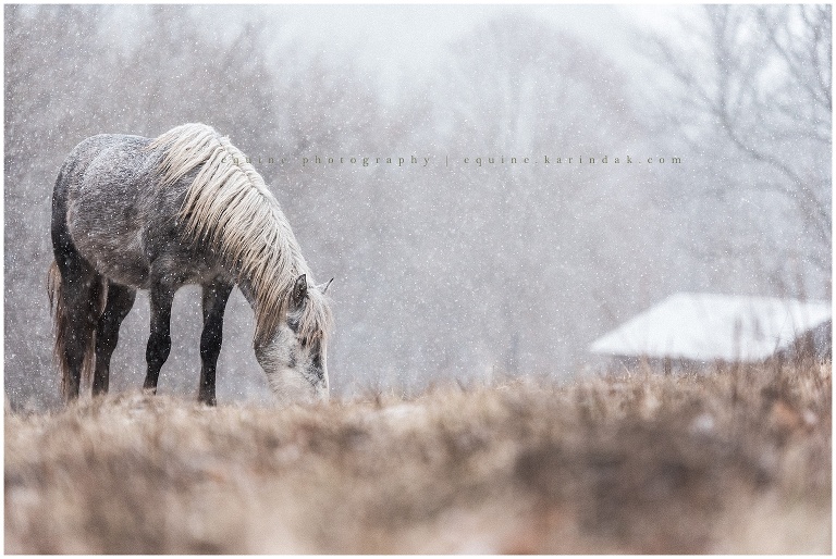 Wild Horses in the Snow 