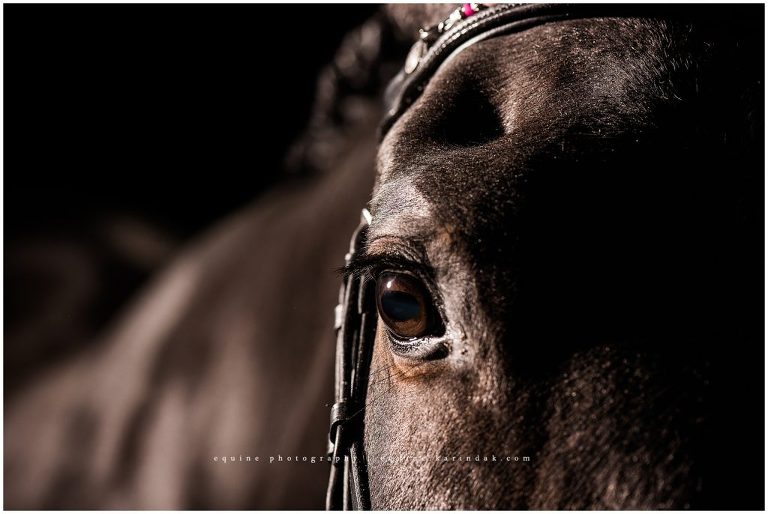 brown eyed horse stares into the camera with pretty headstall