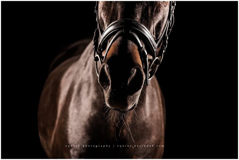 horse whisker detail photo for black background portraits
