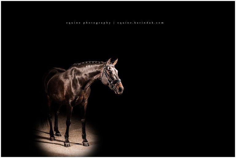 beautiful Andalusian stands for photographer karinda in 365 days of horses