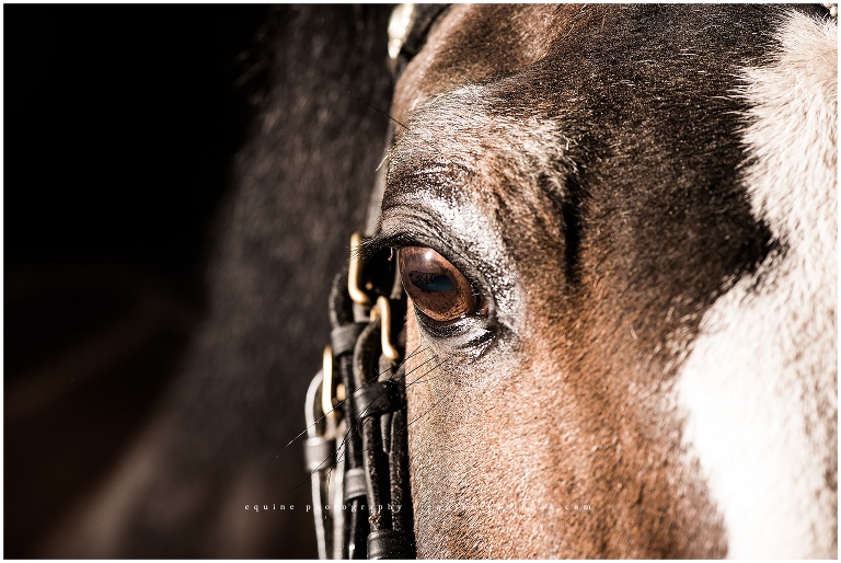 horses eye reflects light next to brass buckles on bridle