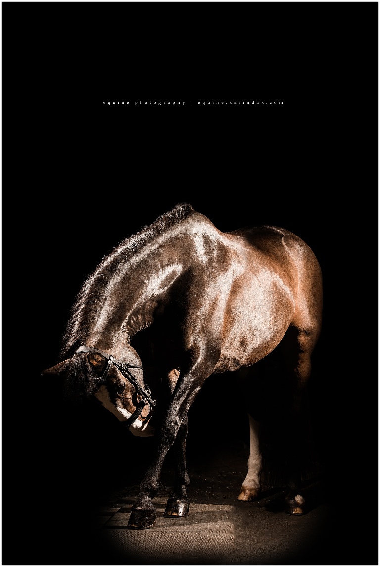 Dark spanish horse takes a bow for world known equine photographer