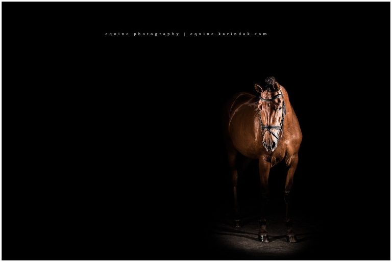 Denali Sport Horses shows off  Rayo in photo shoot with areas best equine photographer