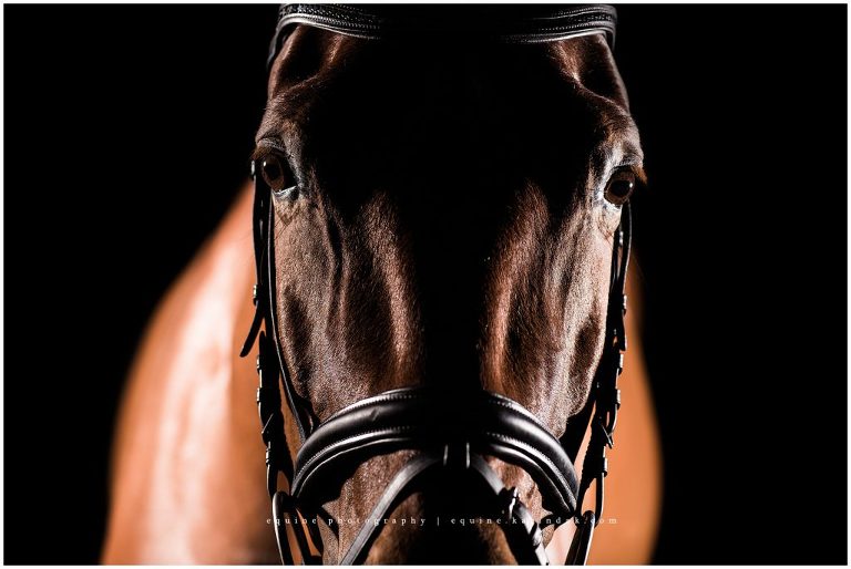 dark horse face black background photo