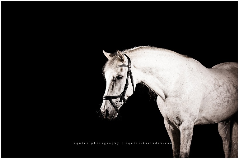 365 days of horses photographs grey andalusian at  baywood equestrian center