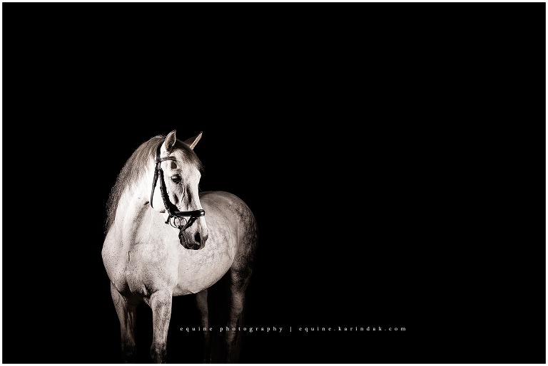 stunning grey andalusian captured by best photographer in fairfax