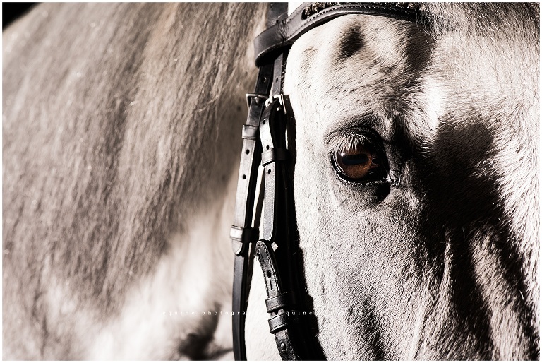 dappled spanish horse eye Fine art equine portraits in California