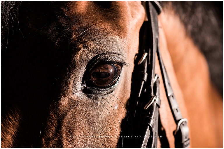 Most beautiful bay horse eye photo 